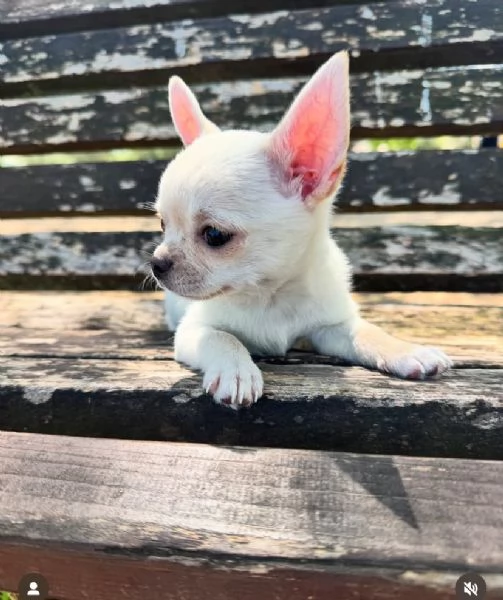 Dolce Chihuahua mini  | Foto 0