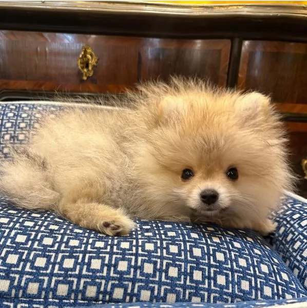VALPINO Pomeranian e Pomeranian spitz disponibili