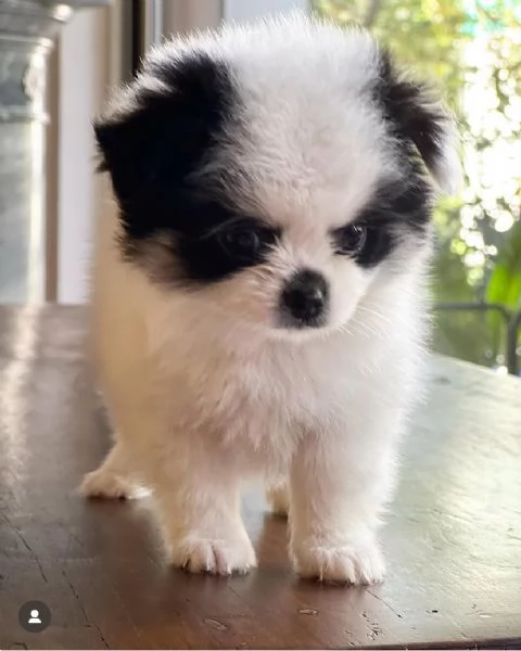 VALPINO Pomeranian e Pomeranian spitz disponibili | Foto 2