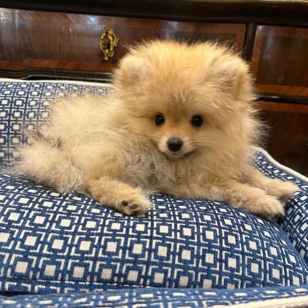 VALPINO Pomeranian e Pomeranian spitz disponibili | Foto 1