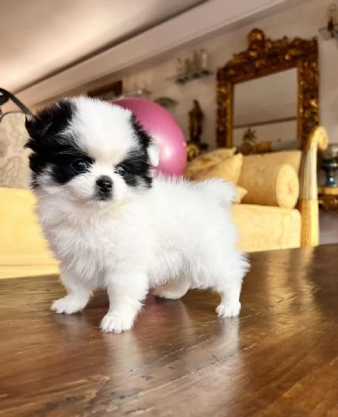 VALPINO Pomeranian e Pomeranian spitz disponibili | Foto 0