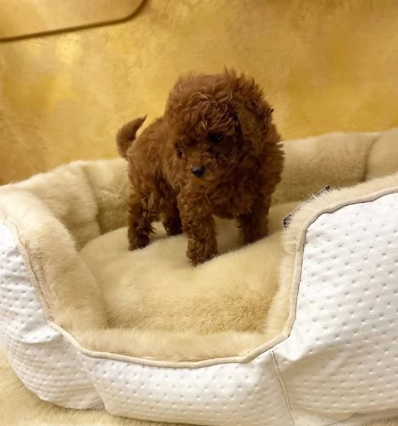 Barboncino red maschio gratis | Foto 0