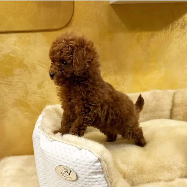 Barboncino red maschio gratis