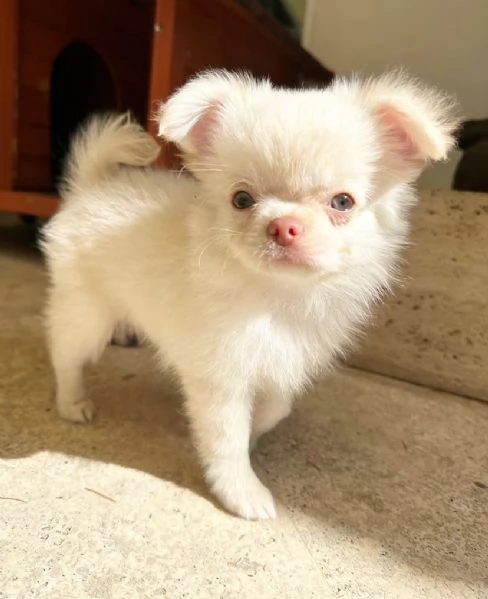Chihuahua lungo pelo maschio e femmina 