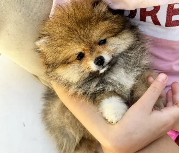 Regalo Mini Pomeranian spitz Marrone maschio e femmina  | Foto 0