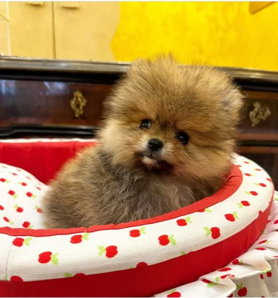 Regalo Mini Pomeranian spitz Marrone maschio e femmina 