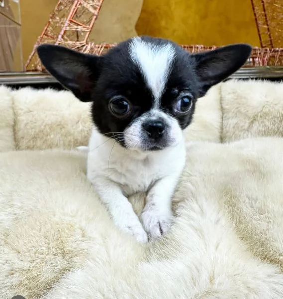 Teacup chihuahua maschio e femmina disponibili  | Foto 0