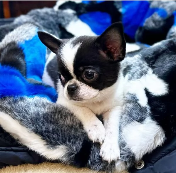 Teacup chihuahua maschio e femmina disponibili 