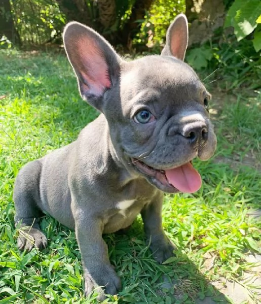 Bulldog francese 