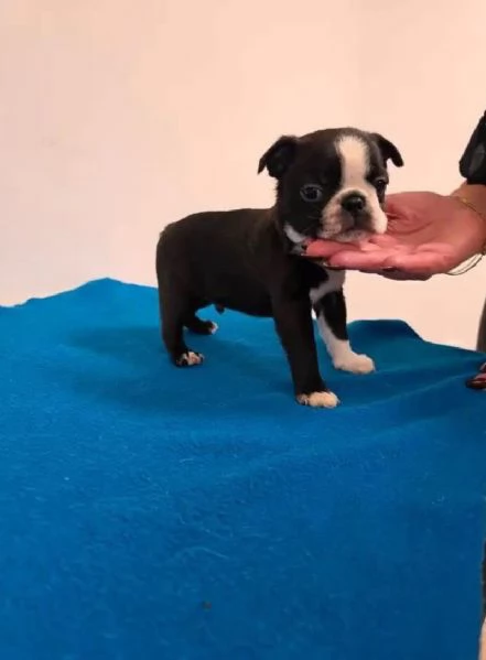 dolce cucciolo Boston terrier