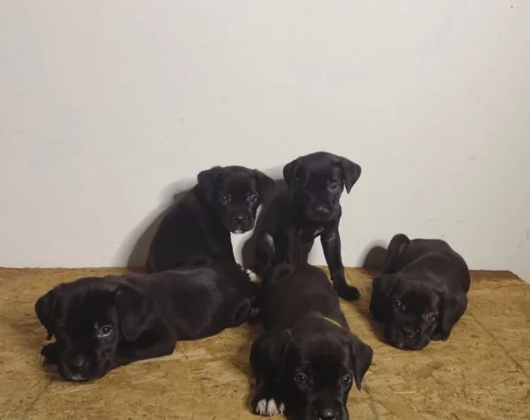 Offrire per ladozione maschio e femmina Cane Corso Toy | Foto 0