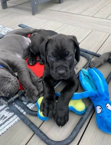 Offrire per ladozione maschio e femmina Cane Corso Toy