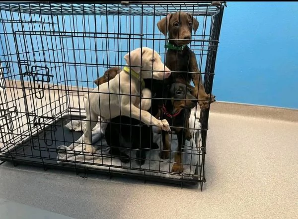 Offrire per ladozione maschio e femmina Doberman Toy | Foto 0