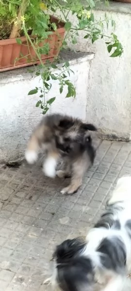 Cani di razza mista di piccola taglia 