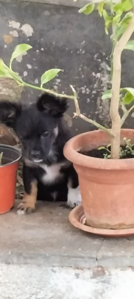 Cani di razza mista di piccola taglia  | Foto 0