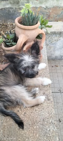 Misto piccolo cane chihuahua  shizu maltese 