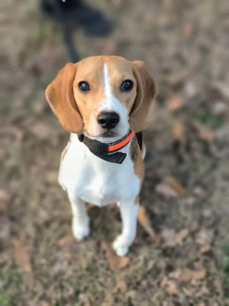 Beagle femmina 1 anno sterilizzata 