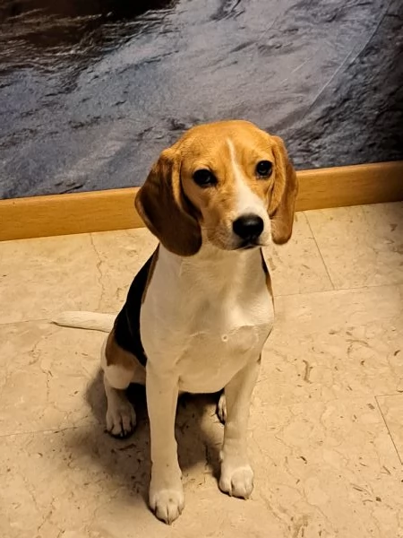 Beagle femmina 1 anno sterilizzata  | Foto 3