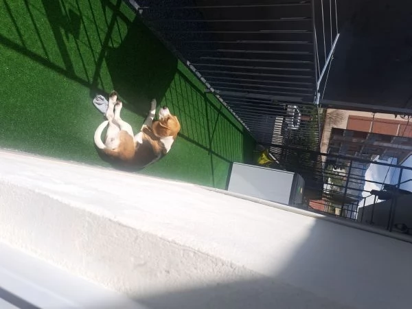 Beagle femmina 1 anno sterilizzata  | Foto 2