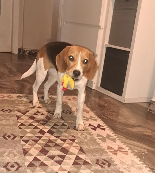 Beagle femmina 1 anno sterilizzata  | Foto 1