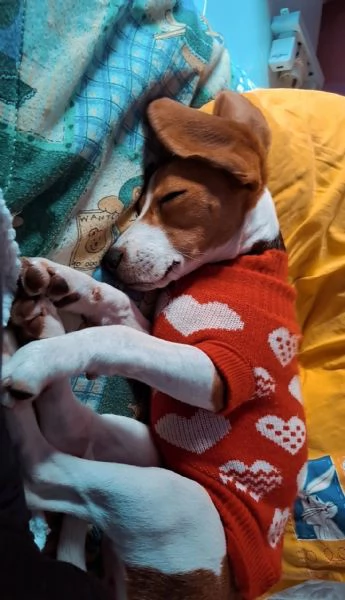 Beagle femmina 1 anno sterilizzata  | Foto 0