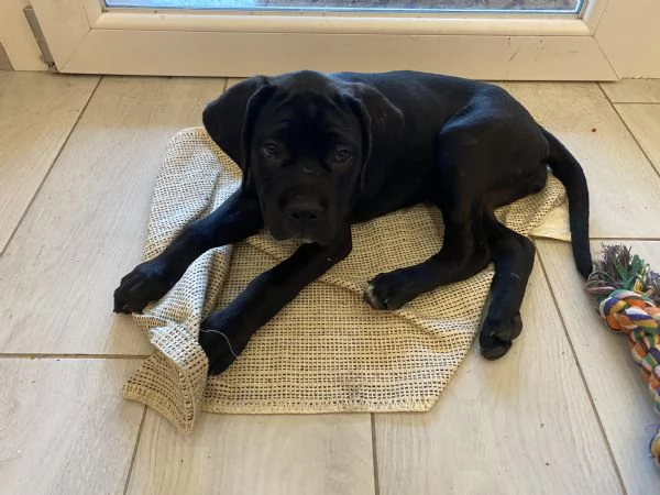 Cucciolo cane corso