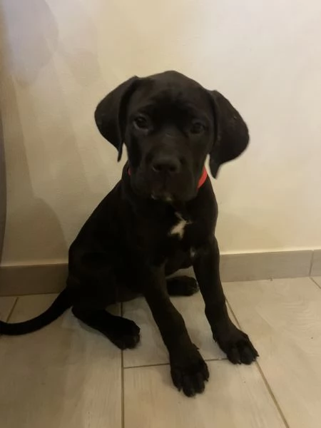 Cucciolo cane corso | Foto 0