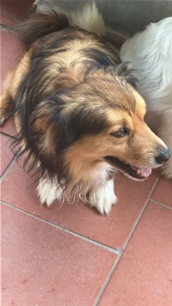 regalo cani | Foto 0