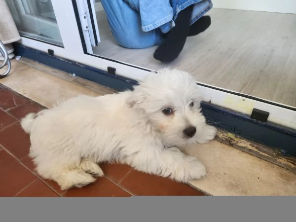 Cucciolo maltese 