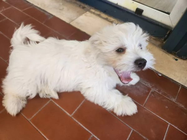 Cucciolo maltese  | Foto 2
