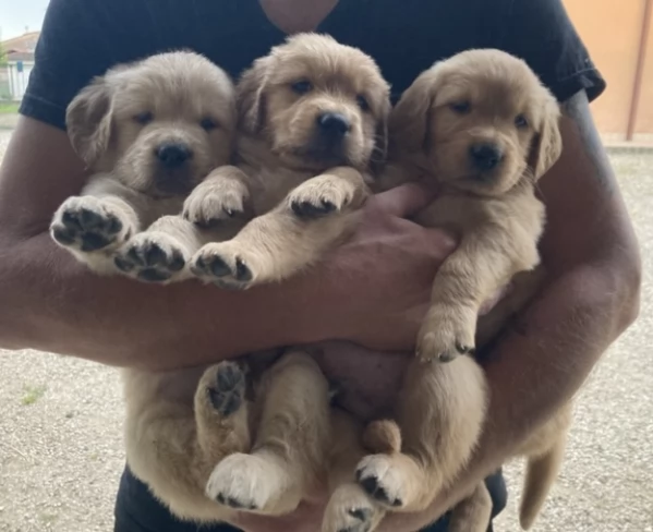 Cucciolata Golden Retriever