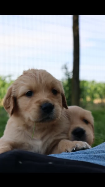 Cucciolata Golden Retriever | Foto 0