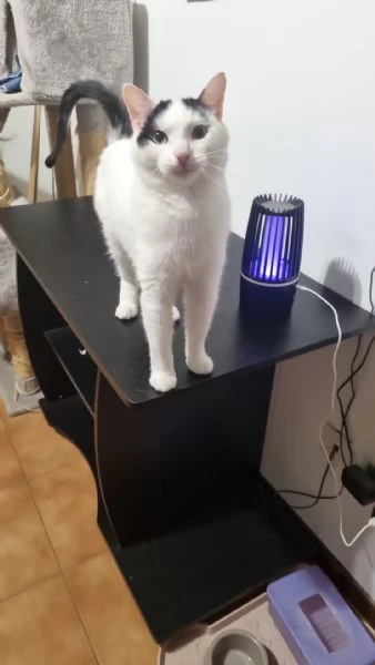 Regalo Gattino