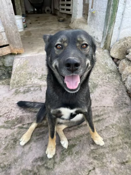 CERCO UNA NUOVA FAMIGLIA PER I MIEI CANI