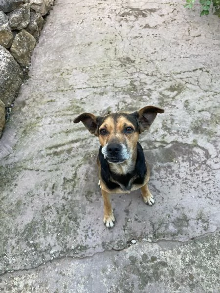 CERCO UNA NUOVA FAMIGLIA PER I MIEI CANI | Foto 5