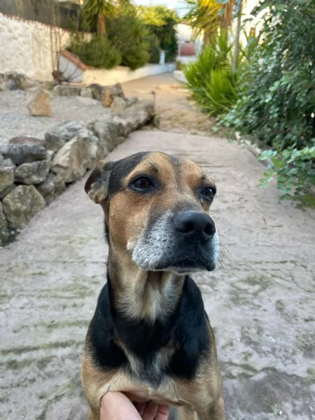 CERCO UNA NUOVA FAMIGLIA PER I MIEI CANI | Foto 3