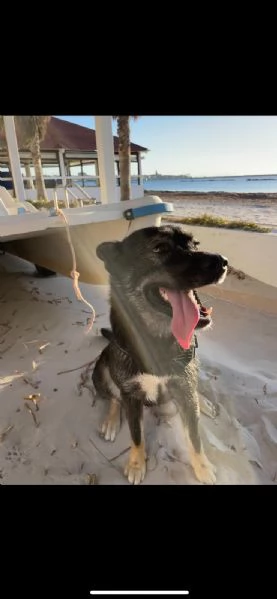 CERCO UNA NUOVA FAMIGLIA PER I MIEI CANI | Foto 1