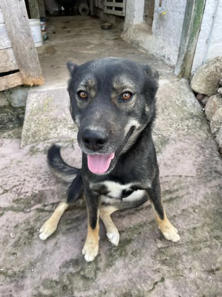 CERCO UNA NUOVA FAMIGLIA PER I MIEI CANI | Foto 0