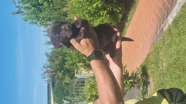 Cuccioli di Labrador Chocolate  | Foto 6
