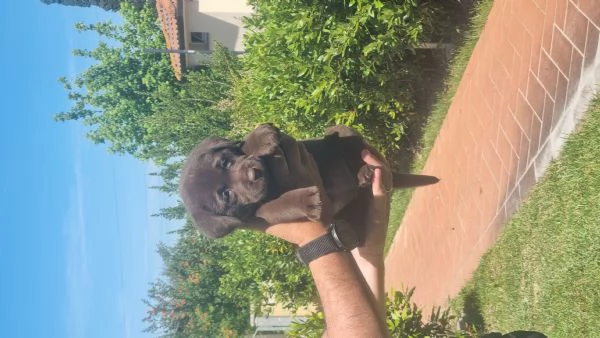 Cuccioli di Labrador Chocolate  | Foto 5