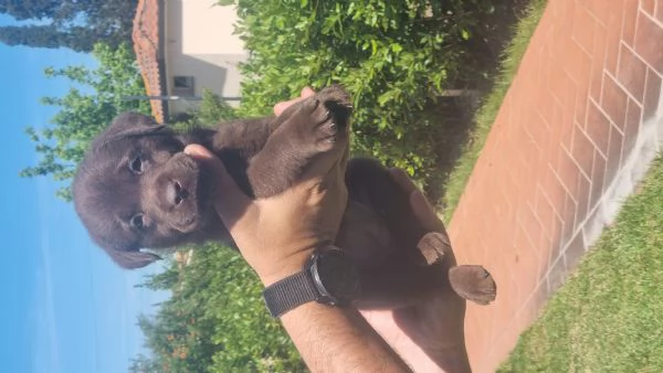 Cuccioli di Labrador Chocolate  | Foto 4