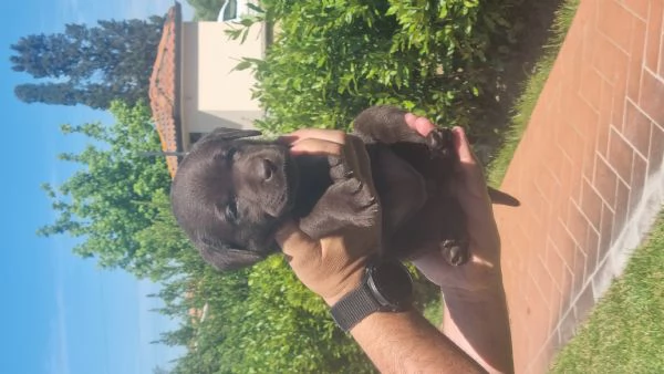 Cuccioli di Labrador Chocolate  | Foto 3