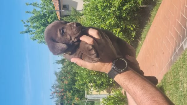 Cuccioli di Labrador Chocolate  | Foto 2