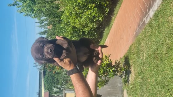 Cuccioli di Labrador Chocolate  | Foto 1