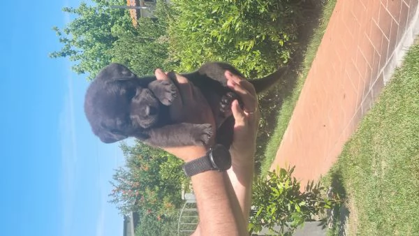 Cuccioli di Labrador Chocolate  | Foto 0