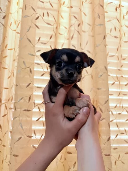 Cuccioli chiuhuahua 