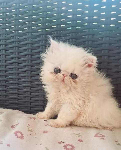 due gattini perisani ipertipici cercano casa
