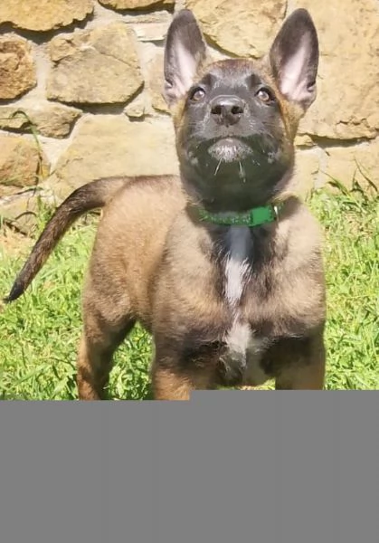 Cuccioli pastore belga malinois