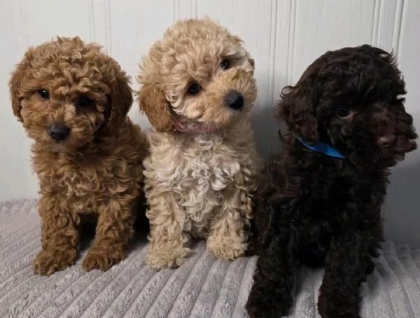Regala i nostri cuccioli di Barboncino maschio e femmina