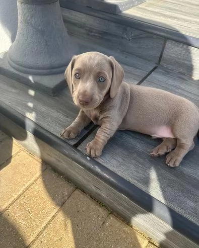 Regala i nostri cuccioli di Bassotto maschio e femmina | Foto 1
